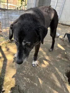 Hund Bier adoptieren