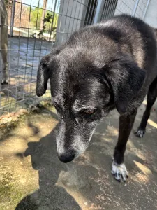 Hund Bier adoptieren