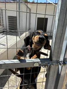 Adoptionsprofil für Pepa