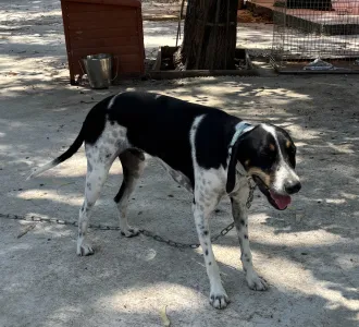 Hund Tsampikos adoptieren