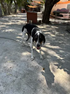 Hund Tsampikos adoptieren