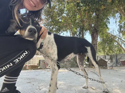 Hund Tsampikos adoptieren