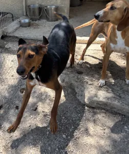 Adoptionsprofil für Taz