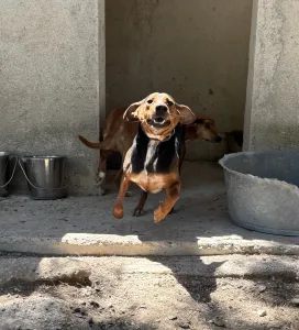 Adopt Taz