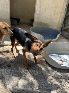 Adopt Taz