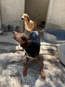 Adopt Taz