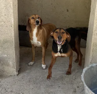 Adopt Taz