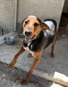 Adopt Taz