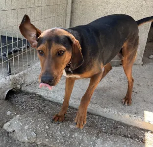 Adopt Taz