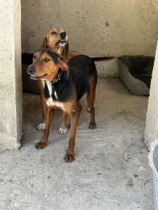 Adopt Taz