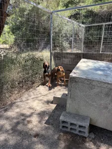 Adopt Mix gkekas