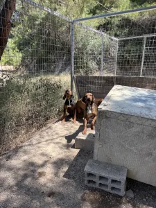 Adopt Mix gkekas