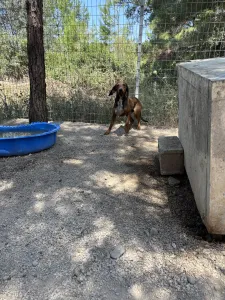 Adoptionsprofil für Mix gkekas