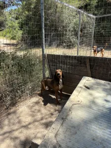 Adopt Mix gkekas