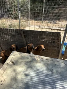 Adopt Mix gkekas