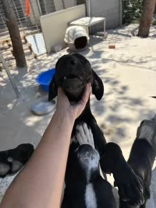 Adoptionsprofil für Azour