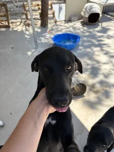Adoptie hond Azour