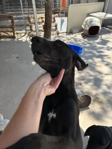 Adoptie hond Azour