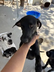 Adoptie hond Azour