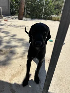 Hund Zero adoptieren