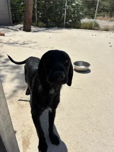 Hund Zero adoptieren
