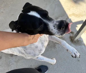 Adopt Rumi