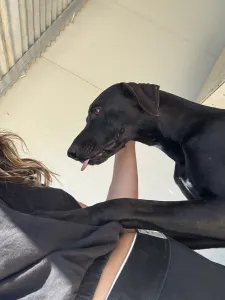 Adoptie hond Azour
