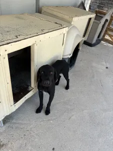 Hund Zero adoptieren