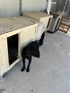 Hund Zero adoptieren
