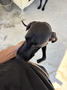 Adoptie hond Azour