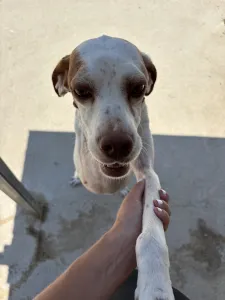 Adopt Nemo