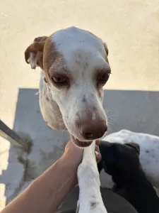 Adopt Nemo