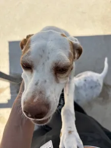 Adopt Nemo