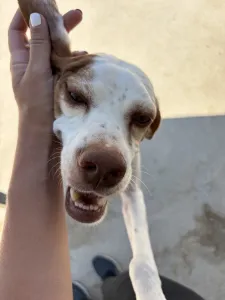 Adopt Nemo