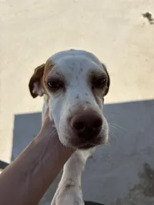 Adopt Nemo