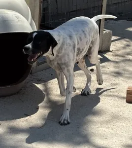 Adopt Rumi