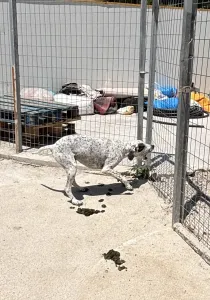 Hund Sami adoptieren