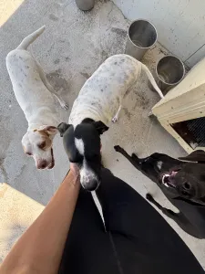 Adopt Rumi