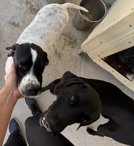 Adopt Rumi