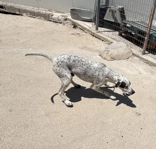 Hund Sami adoptieren