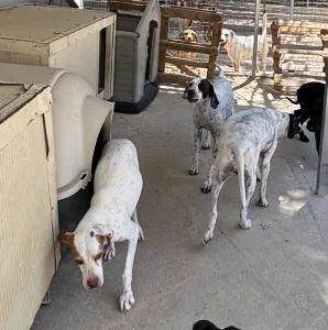 Hund Sami adoptieren