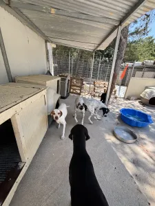 Adoptionsprofil für Sami