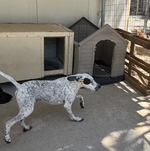 Hund Sami adoptieren