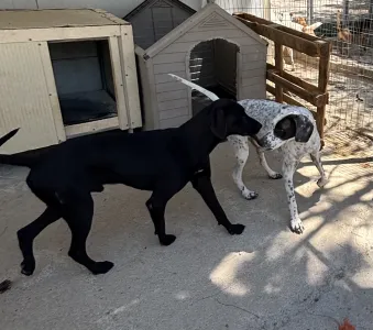 Hund Sami adoptieren