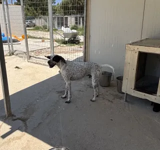 Hund Sami adoptieren