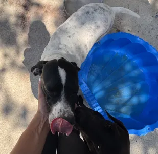 Adoptionsprofil für Rumi