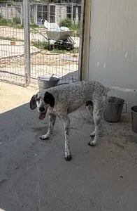 Hund Sami adoptieren