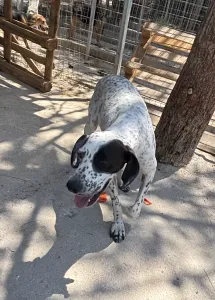 Hund Sami adoptieren