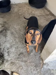Adoptie hond Mitsos