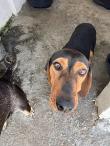 Adoptie hond Mitsos